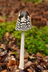 Magpie_inkcap 